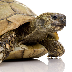 Comment préparer votre tortue terrestre à l'hibernation